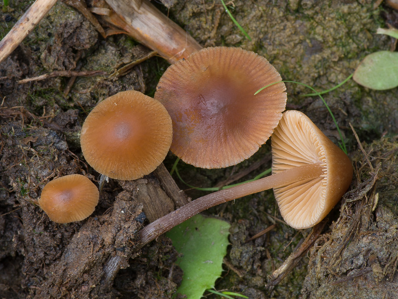 Conocybe anthracophila var. ovispora